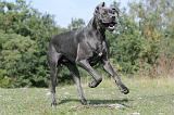 DOGUE ALLEMAND 023